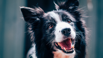 Read to the Dogs logo